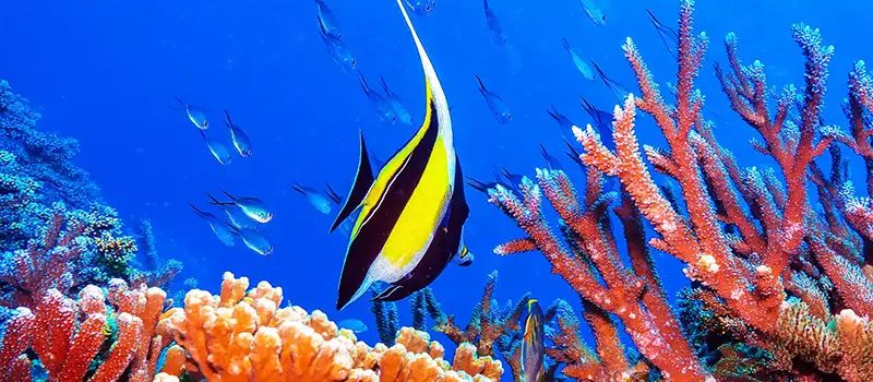 Colorful coral reef with a Moorish idol fish swimming amid small silver fish in clear blue water.